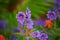 Beautiful meadow cranesbill growing in a botanical garden in summer. Meadow geranium blooming on green grassy field in