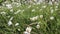 Beautiful meadow of daisies in blossom, Scotland, HD footage