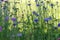 Beautiful meadow field with wild flowers. Spring Wildflowers closeup. Health care concept. Rural field.
