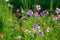 Beautiful meadow field with wild flowers. Spring Wildflowers closeup. Health care concept. Rural field. Alternative