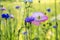 Beautiful meadow field with wild flowers. Spring Wildflowers closeup. Health care concept. Rural field. Alternative