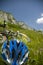 Beautiful meadow with flowers and bicycle