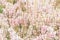 Beautiful meadow flowers. Tender pastel pink floral background or backdrop