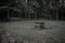 A beautiful meadow in the forest with abandoned benches.