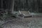 A beautiful meadow in the forest with abandoned benches.