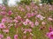 Beautiful meadow full of flowers