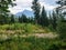 A beautiful meadow full of pretty wildflowers with fir trees and the rocky mountains in the background, in Mount Robson