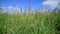 Beautiful meadow grass against sky by day in Russia. Fragment