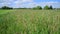 Beautiful meadow grass in Russia. Rural houses on horizon