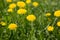 Beautiful meadow green grass yellow dandelion