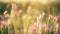 Beautiful meadow pink flowers on sunny background. Summer theme background