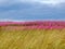 Beautiful meadow of pink wildflowers