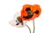 Beautiful meadow poppies isolated