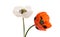 Beautiful meadow poppies isolated