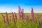 Beautiful meadow purple flowers in the field, summer day and blue sky