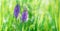 A beautiful meadow with purple orchis flowers and green grass. Floral banner with orchis flowers