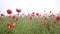 Beautiful meadow of red poppies, HD footage