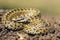 Beautiful meadow viper ready to attack
