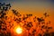 Beautiful meadow with wild flowers over sunset sky. Field of camomile medical flower, Beauty nature background