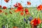 Beautiful meadow with wild flowers and red poppies, village landscape with green field. Floral background