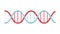 Beautiful medical red and blue scientific twisted helix structure abstract model of dna genes on a white background. Vector