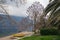 Beautiful Mediterranean landscape on cloudy spring day. Princess tree blooms on coast of Kotor Bay, Montenegro