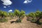 Beautiful Mediterranean vineyard against the blue sky