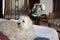 Beautiful medium breed dog, White Labradoodle lying down and resting