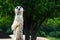 Beautiful meerkat on a background of green trees. Close-up.