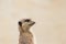 Beautiful Meerkat suricate suricatta Portrait with clean backg