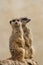 Beautiful Meerkat suricate suricatta Portrait with clean backg