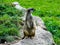 Beautiful meerkat watches on guard - watching around