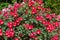 Beautiful `meizmea` rose bush at a botanical garden in Durham, North Carolina