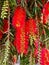 Beautiful melaleuca viminalis flower image india