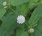 Beautiful Melanthera nivea white disk floret