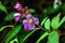 Beautiful Melastoma malabathricum or senduduk flowers from a forest. Closeup of a Malabar melastome flowers