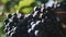 Beautiful mellow black grape on branch at vineyard