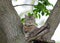 Beautiful menacing tabby cat imposingly collapsed on the tree li