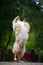 Beautiful merle australian sheepdog