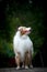 Beautiful merle australian sheepdog looking up