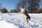 Beautiful merle Australian Shepherd with copper and white trim seen in the air jumping to catch a snowball