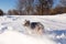 Beautiful merle Australian Shepherd with copper and white trim seen landing in shower of fresh snow after catching a snowball