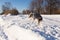 Beautiful merle Australian Shepherd with copper and white trim seen in profile jumping while exercising