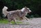 Beautiful merle colour border collie dog