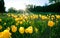 Beautiful mesmerizing field with yellow tulips