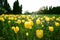 Beautiful mesmerizing field with yellow tulips