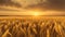 Beautiful mesmerizing landscape of wheat field in sunset or sunrise.