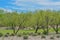 Beautiful Mesquite Trees in the Desert Southwest, Maricopa County, Arizona