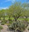 Beautiful Mesquite Trees and Prickly Pear Cactus in the Desert Southwest, Maricopa County, Arizona
