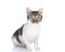 beautiful metis cat looking forward and sitting on white background